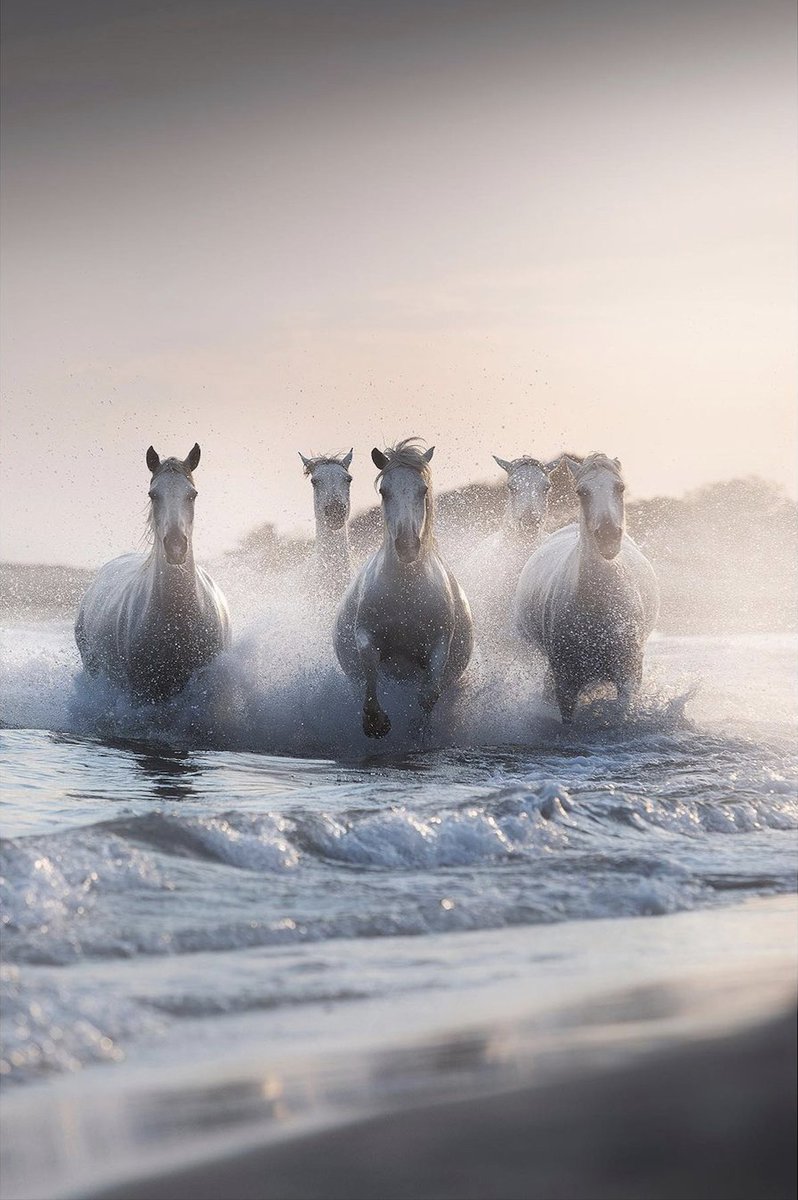 Photo by Davide Gianetti of five white horses running through water.