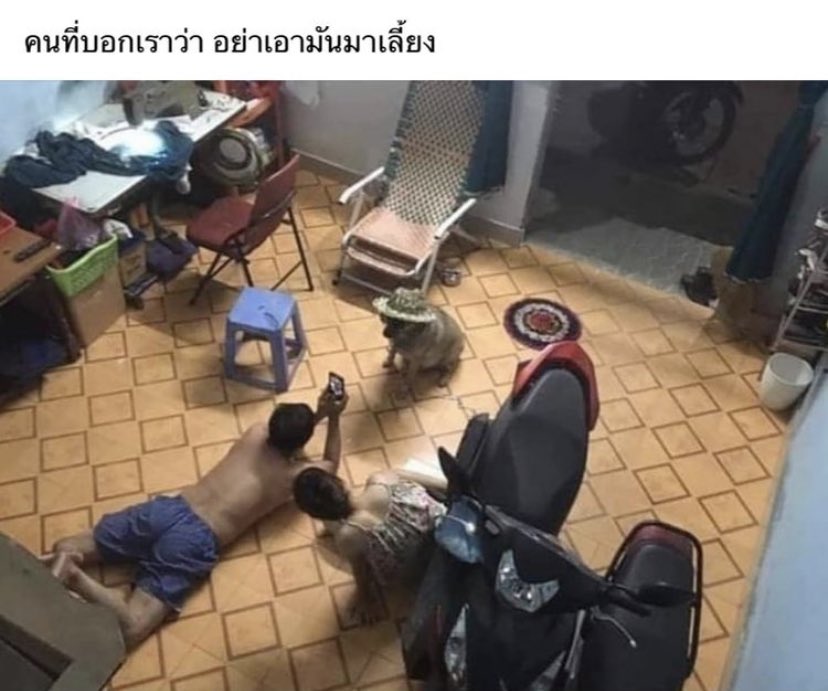 หาข้าวให้มันกินเองนะ