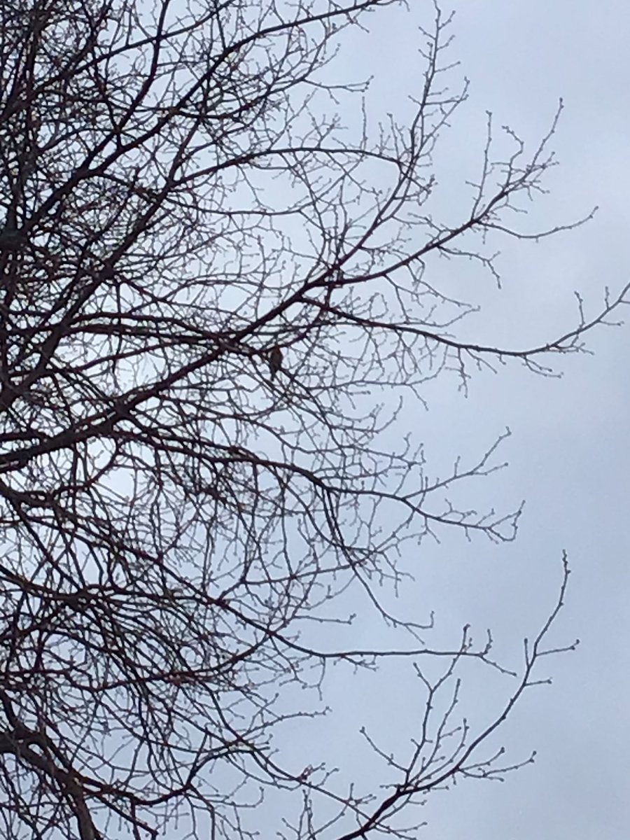 EPA_KittensFS1's tweet photo. We enjoyed searching for the signs of winter 🥶 ❄️ We even spotted a robin high up in a tree! @EastfieldPri https://t.co/8OKMtuXszE