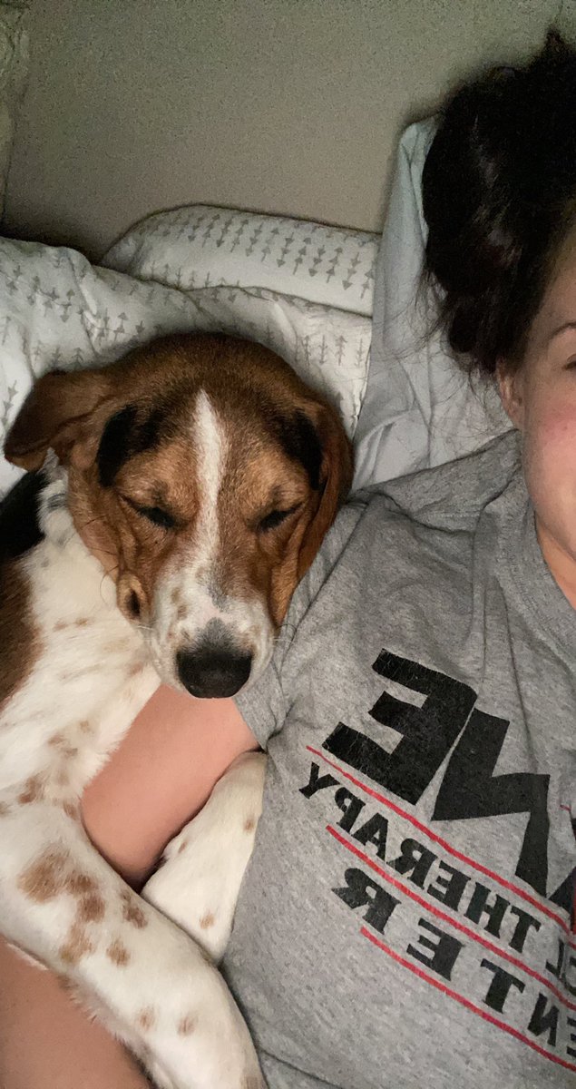 ranecarolyn's tweet photo. Fiancé: no dogs inside and especially not on the bed. 

Me: this is not a dog, this is my 2nd born child. https://t.co/nMBS0jB6uX