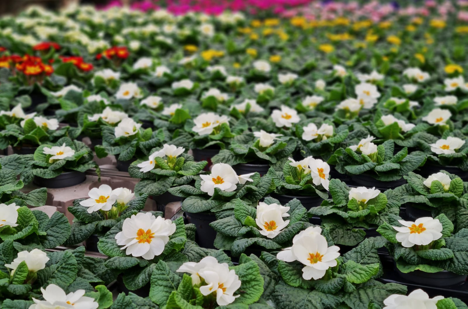 Poplar Nurseries Ltd on Twitter "With Poplar Nurseries, there's no