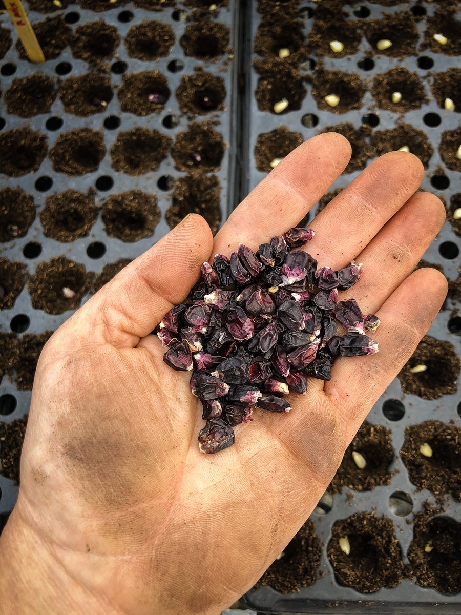 Our seeds are stories, capsules of what came before us. This year Greensgrow is funded to start a Community Seed Library with Amirah Mitchell!🌱 Looking for seven fellows who are interested in exploring and empowering seedkeeping <a href="/trueloveseeds/">Truelove Seeds</a>. 
Fill out the app in our bio. 🌶️