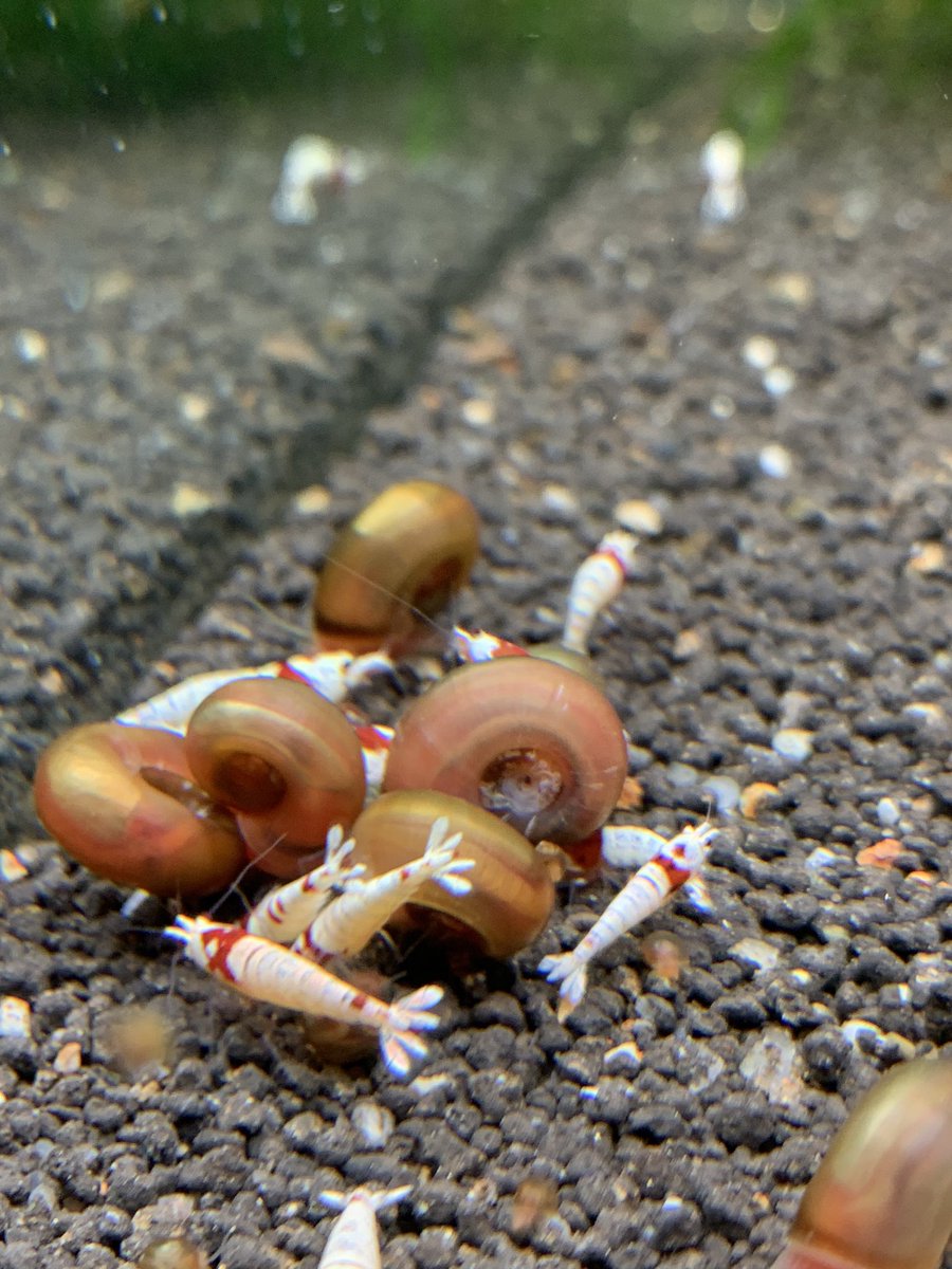 レッドラムズホーン Twitter Search