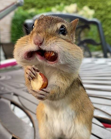 immersive Van Gogh Exhibit on Twitter: "Meet "Van Gogh" the chipmunk  stuffing its face with nuts. There is a lot going on in the world and this  chipmunk moment from Ally Calmusky