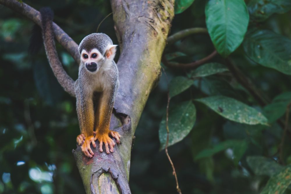 Squirrel monkey living freely in Colombia; photo credit Diego Guzmán, Unsplash.

