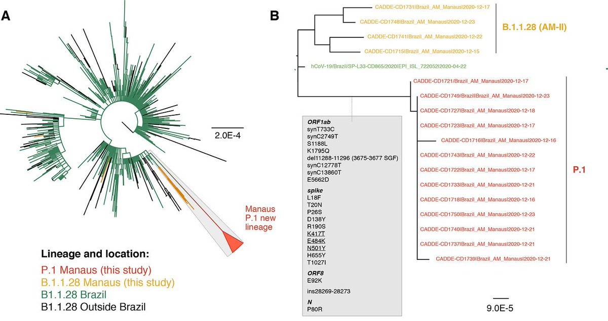 Another aspect these mutations appear to have in common is an accumulation of mutations over what seems to be a short period of time, without intermediates suggesting an evolutionary jump. Seen here in the P.1 Manaus mutation. Also a feature of the B117 mutation.
