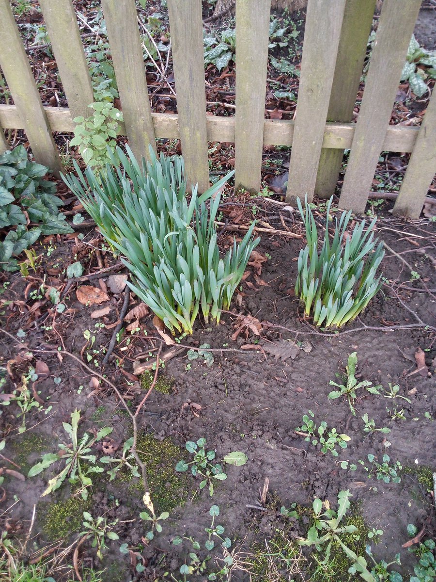 tracyhodge2's tweet photo. A rather fabby, but very cold 1.5 mile toddler walk with my little ones today - spotted lots of daffodils starting to appear - Spring is almost here!! #ProtectEarlyYears #notjustababysitter #forestchildminding β€οΈπ§ https://t.co/nvL2RMvuqr