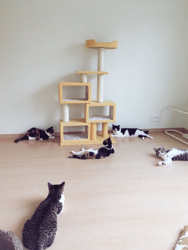 よかったら 後ろにキャットタワーっていうやつがありますんで キャットタワーを無視する猫さん 再び 今は勤務時間外 Togetter