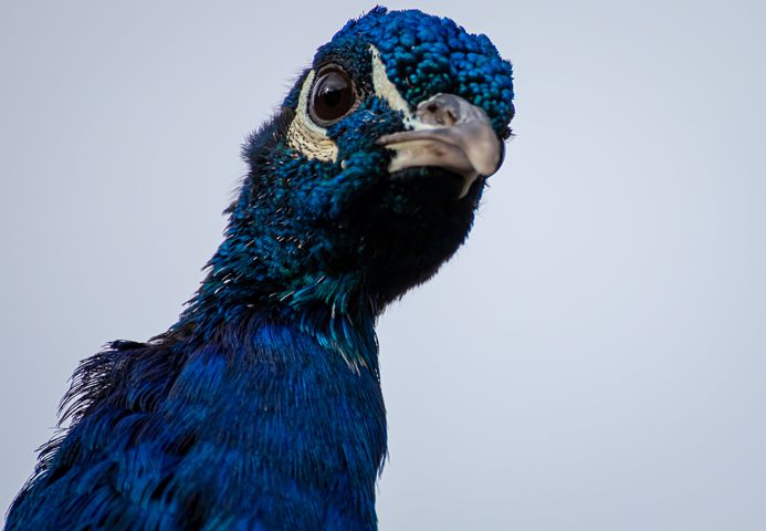 RT @farhad55526050: Peacock, Bird, Feather, Colorful, Head https://t.co/6foSQKsAJC