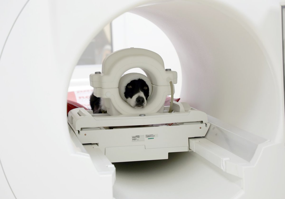 the coils used to scan the dogs differ between labs. we, for example, used a knee coil, others flex or birdcage coils designed for humans, but my lab switched to a custom-made coil a few months ago - stay tuned for updates & pictures). 5/n