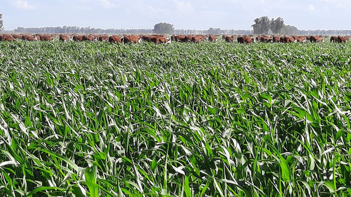 Caldenes_Agro's tweet photo. 📍Estancia Caldenes 
🐂Vaquillonas Hereford preñadas de 2-3 años sobre sorgo forrajero SYT CACIQUE 
🛰 La imagen satelital muestra cómo avanza el rodeo sobre el cultivo 
En @Caldenes_Agro incorporamos y combinamos tecnología en los diferentes procesos productivos
#caldenes https://t.co/lPsU9zMetc