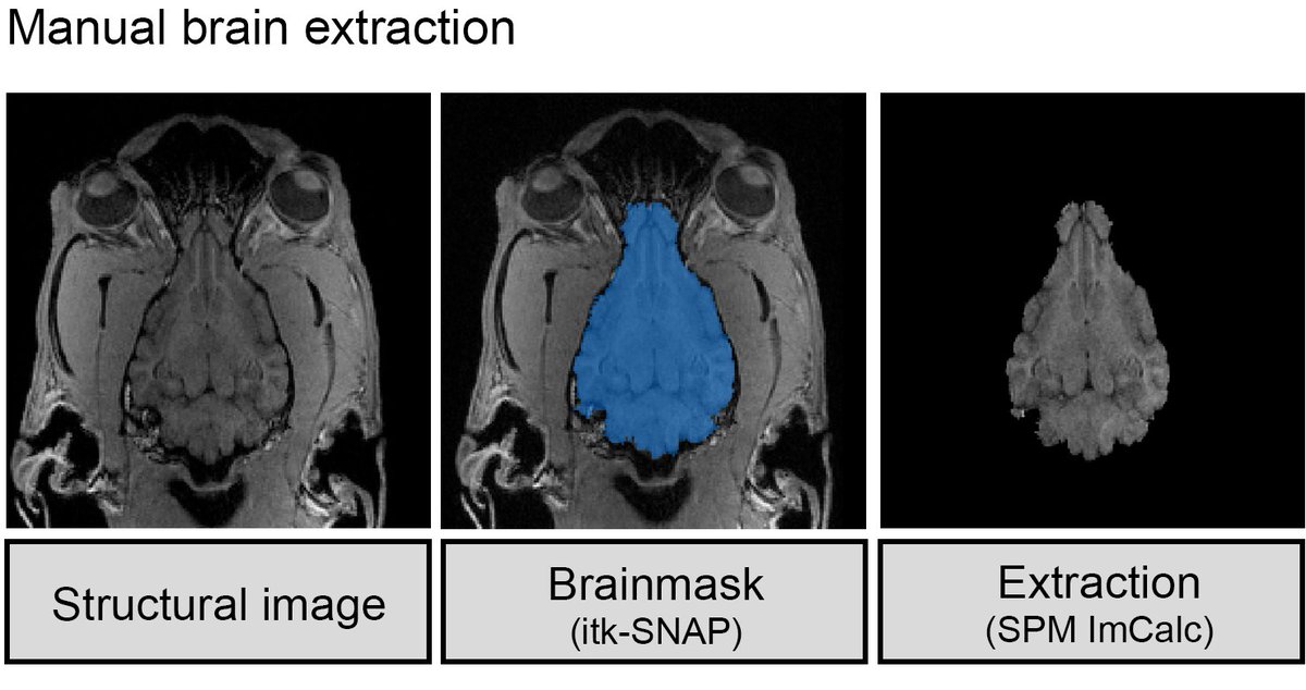 a big difference between dog and human brains are muscles. this makes automated skull-stripping close to impossible and consequently normalization. that’s why I create individual binary brain masks to skullstrip the dog brains. for more:  https://bit.ly/2LNintD&nbsp; 6/n
