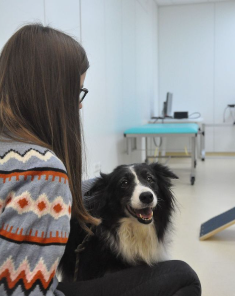 why is it interesting to perform comparative studies with dogs and humans? dogs are not close ancestors but close companions of humans since thousands of years. this makes them an excellent model species to study the potentially convergent evolution of socio-cognitive skills. 7/n