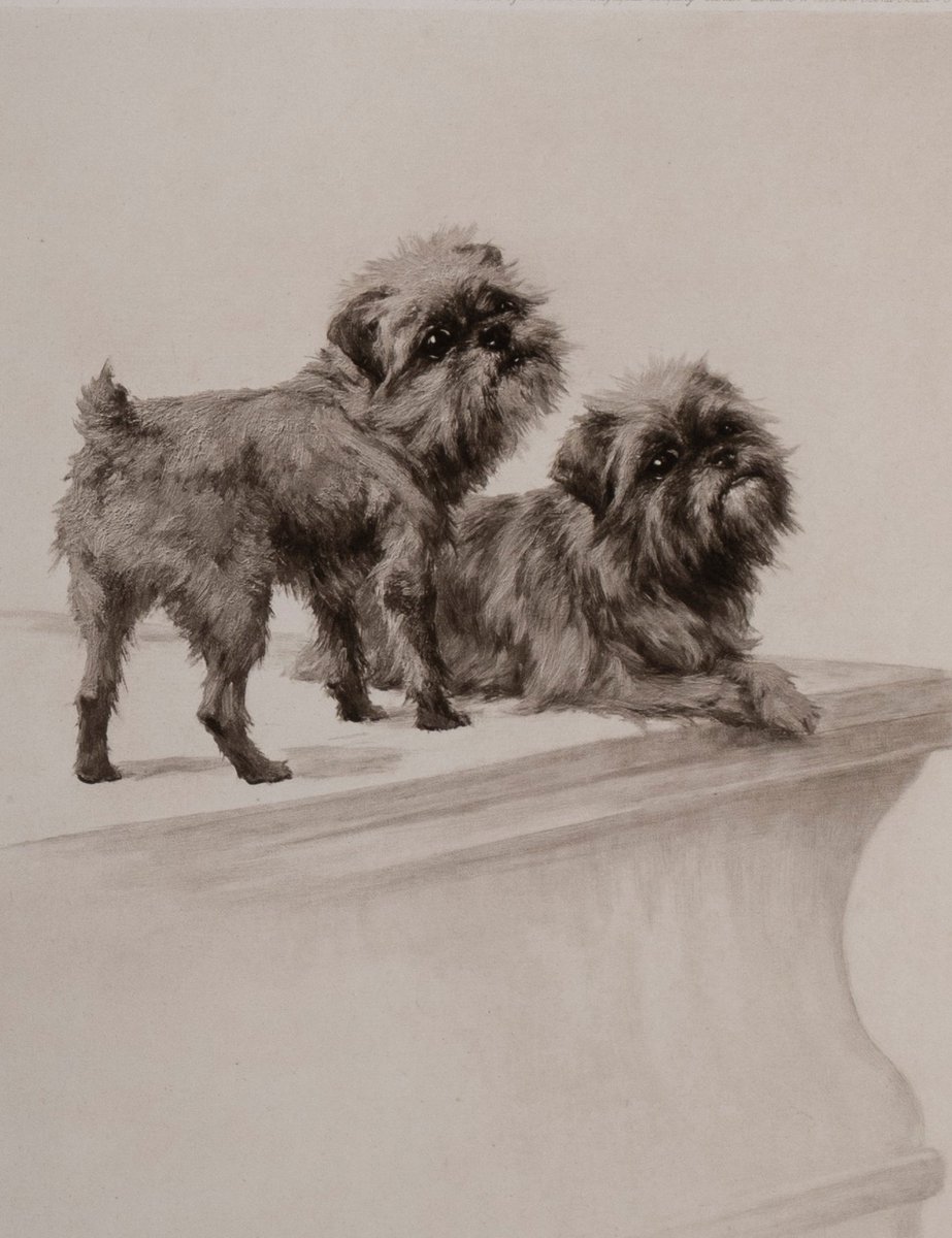 akcMOD's tweet photo. #guessthebreed
This dog originated from the breeding of the Affenpinscher to the Belgian street dog. It was also featured in the 1997 movie "As Good As It Gets" starring Jack Nicholson and Helen Hunt. https://t.co/4j4TM9i0V3