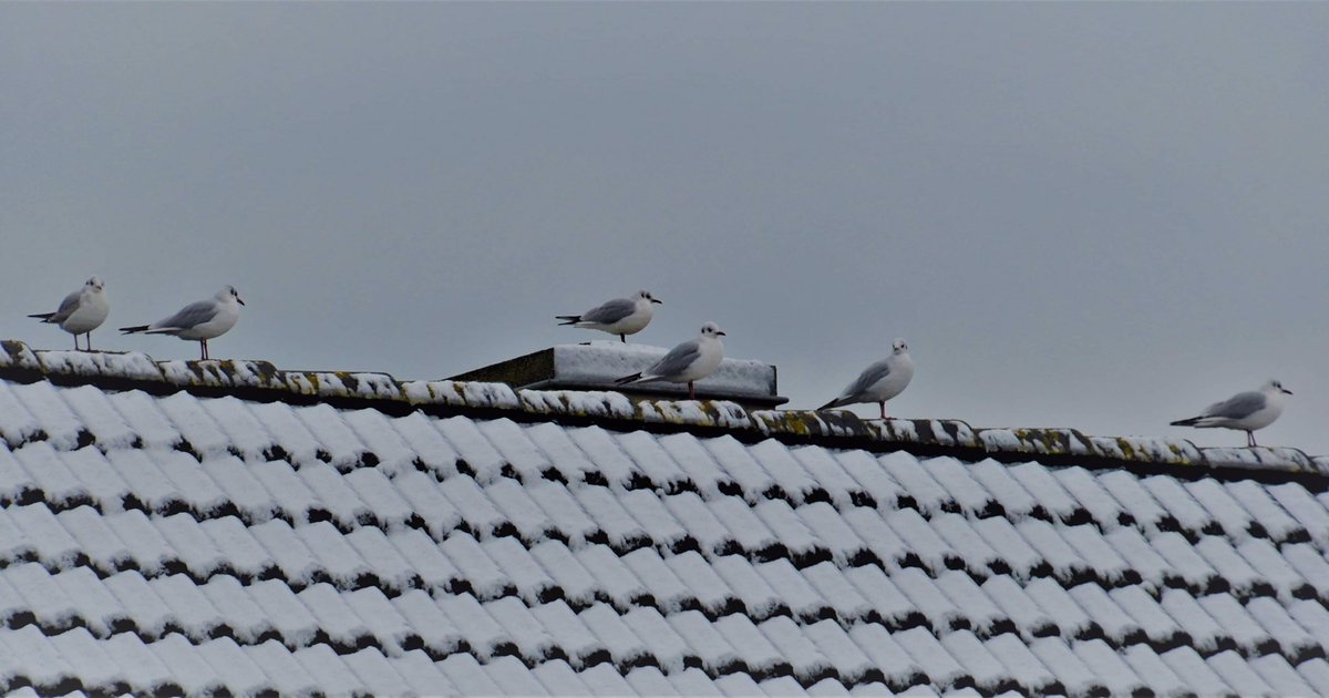 JpDesmet's tweet photo. Social distancing wordt goed opgevolgd ... door de vogels https://t.co/o5lz0eCOFY