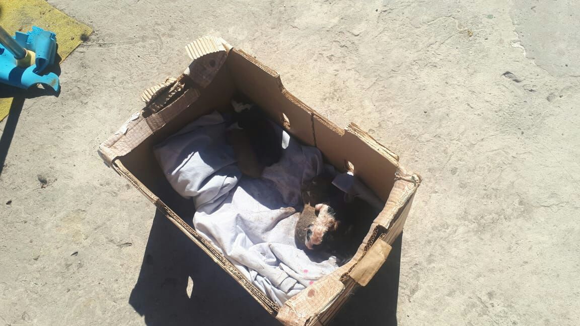 Los Bomberos de la Ciudad rescataron una perrita atrapada debajo de un montículo de chatarra y escombros en el patio de una casa de Villa Soldati, José Martí 2800. Ya fue devuelta a su familia. <a href="/solotransito/">Solo Tránsito↗</a> <a href="/AlertasTransito/">Alertas Transito</a>