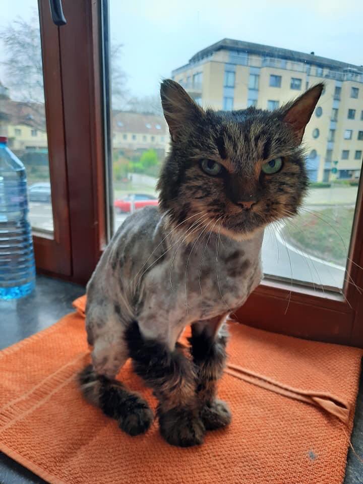 Ladodue's tweet photo. Voici #Touf ce papy a dรป รชtre rasรฉ ร cause de trichomes ( noeuds de poils ) il a une infection suintante ร l oreille mais รงa devrait aller . C est une crรจme de chat #everycat https://t.co/N7gPTSmOn1