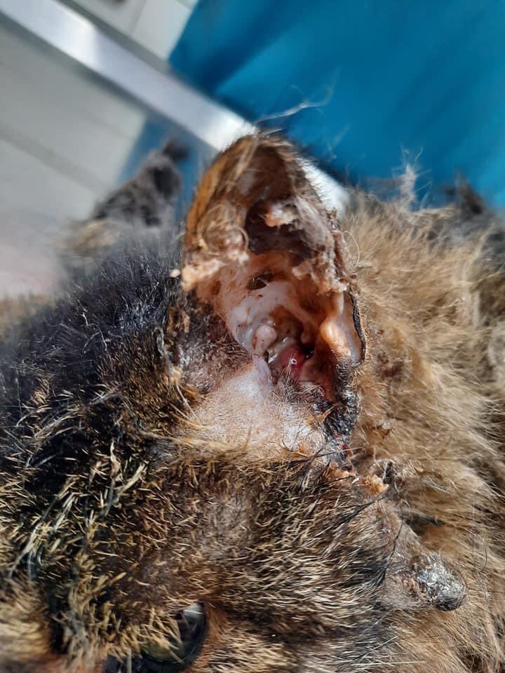 Ladodue's tweet photo. Voici #Touf ce papy a dรป รชtre rasรฉ ร cause de trichomes ( noeuds de poils ) il a une infection suintante ร l oreille mais รงa devrait aller . C est une crรจme de chat #everycat https://t.co/N7gPTSmOn1