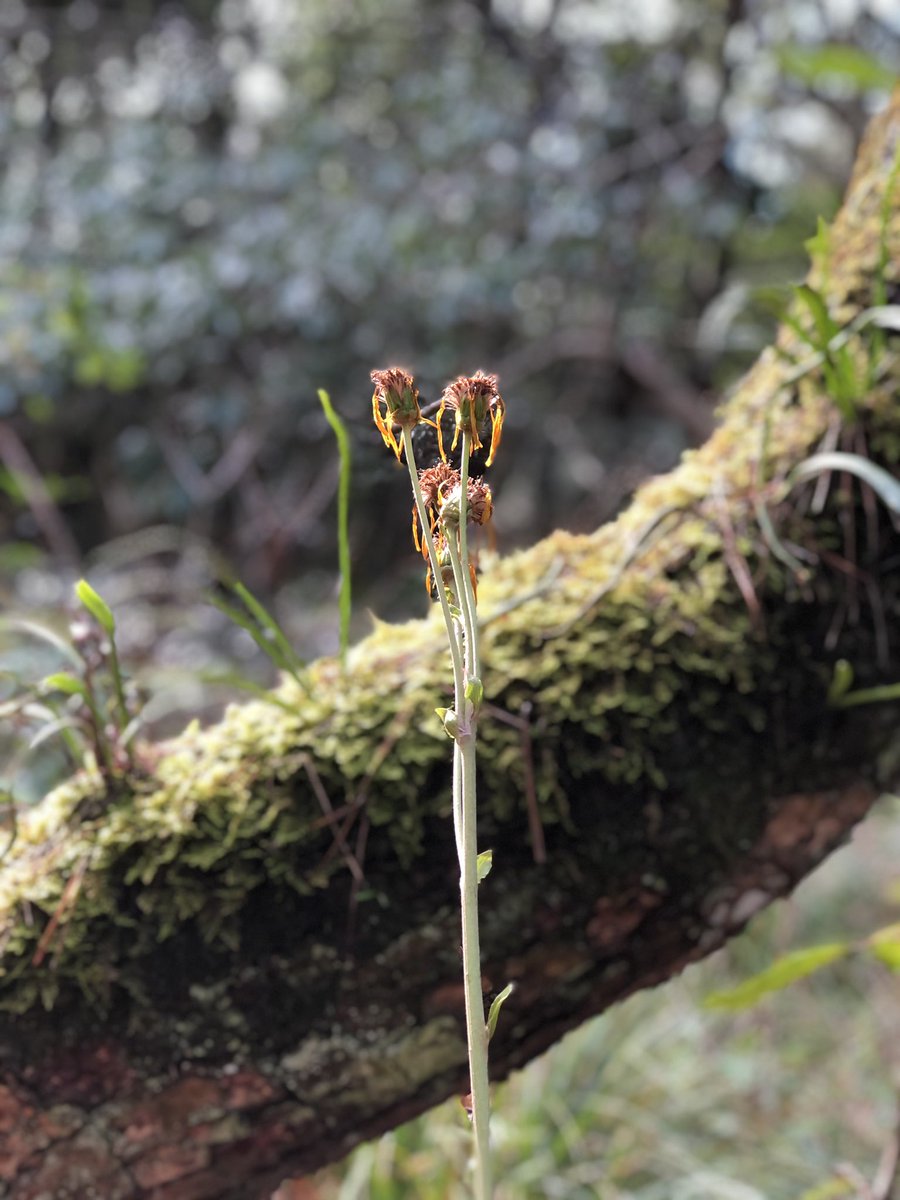 Carin Sunabaco 枯れた花を見つけました 枯れてるけど すくっと立ってて美しかったです 花 美しい風景 Carin Sunabaco 枯れた花を見つけました 枯れてるけど すくっと立ってて美しかったです 花 美しい風景