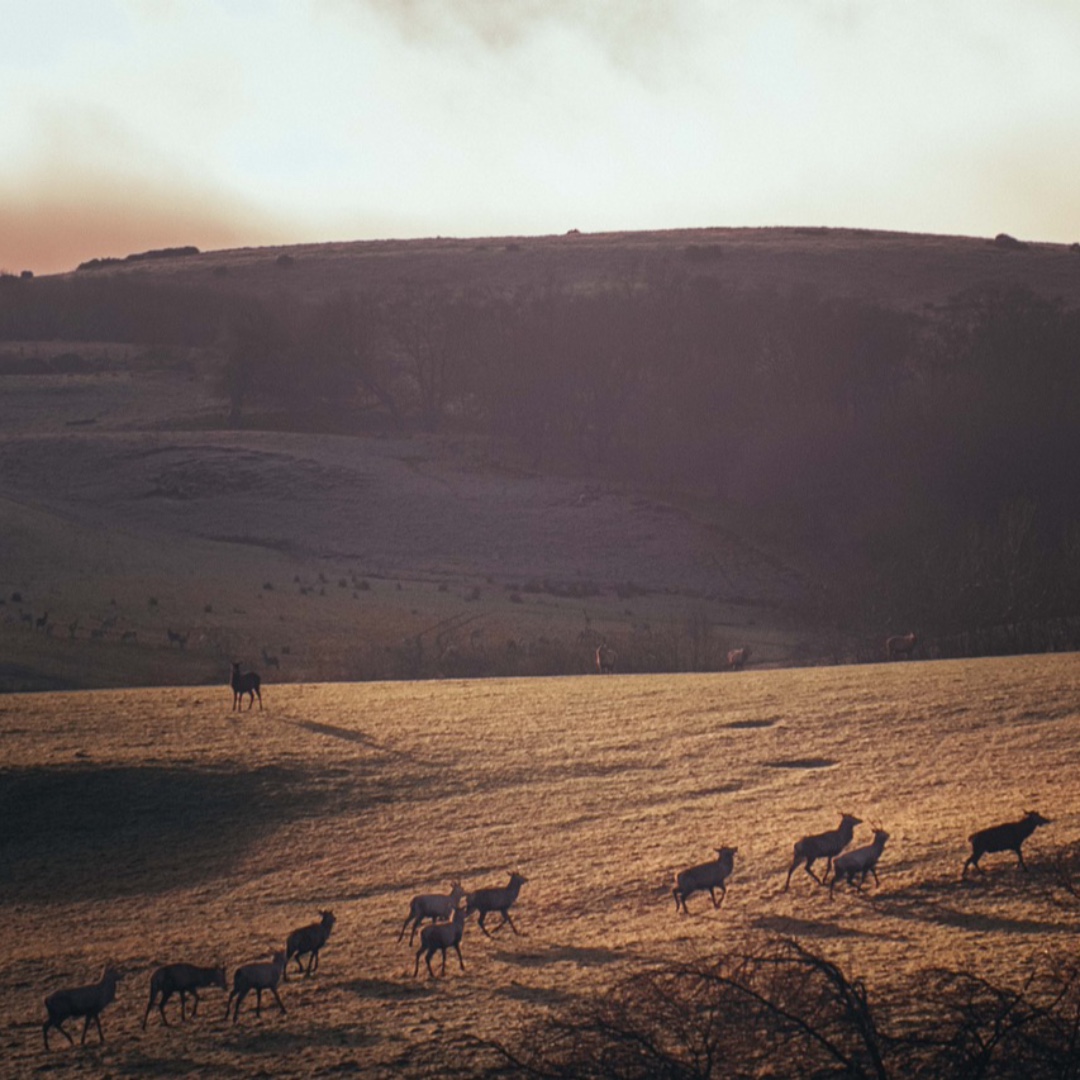 𝐒𝐜𝐨𝐭𝐭𝐢𝐬𝐡 𝐇𝐢𝐠𝐡𝐥𝐚𝐧𝐝 𝐕𝐞𝐧𝐢𝐬𝐨𝐧 🦌🏴󠁧󠁢󠁳󠁣󠁴󠁿

We are proud to stock some of the best quality venison, sourced from the Scottish Highlands: 

🥩 Venison Haunch - From £15.00 per Kg
🥩 Venison Shank - From £7.50 per Kg
🥩 Venison Haunch Steaks - From £9.00 per pack