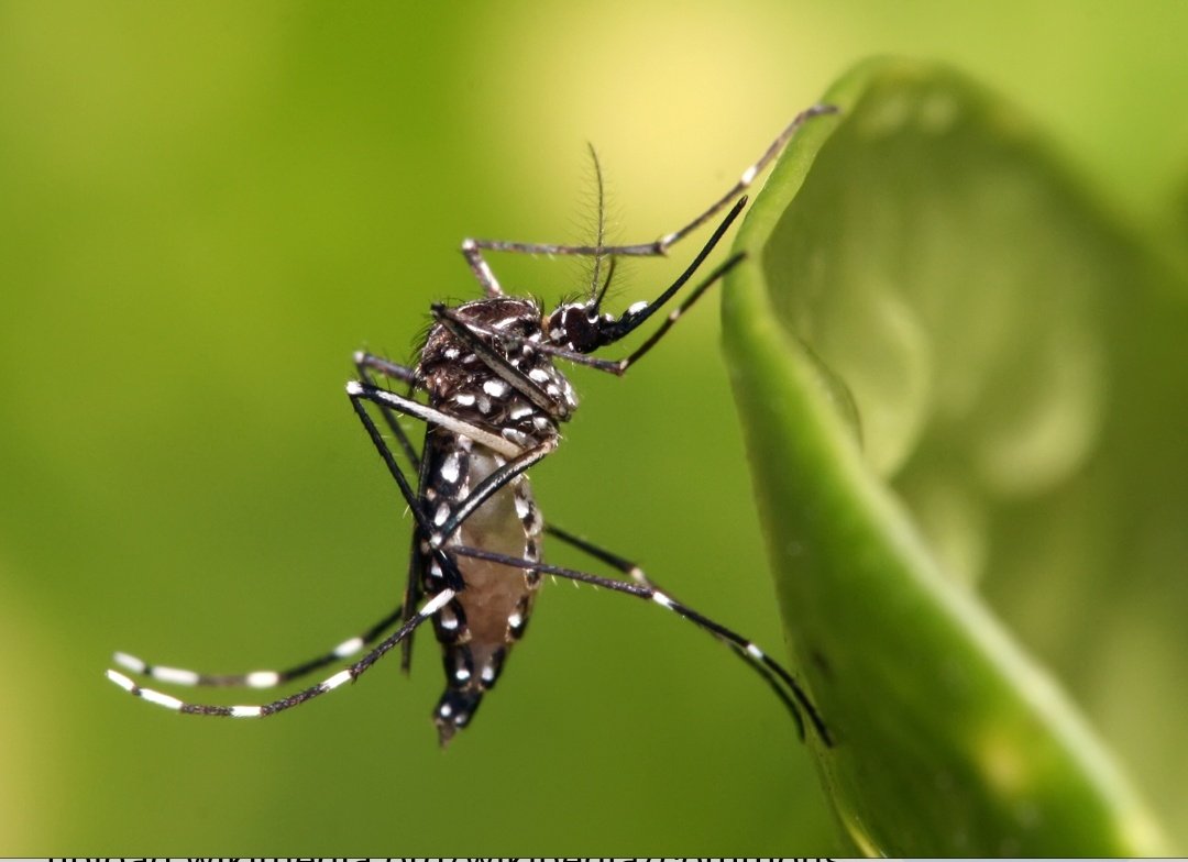 Here's what they look like.... them is bite ya hard ic vs the other ones to me