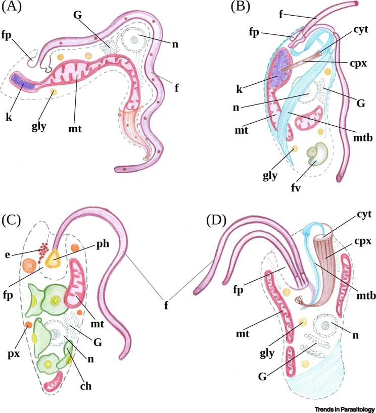 TrendsParasitol's tweet photo. Cover story of our Feb issue https://t.co/cbi2BS79z9: Expanded datasets provide new insights into #euglenozoan #parasitism. #Diplonemid #Bodonid #Euglenid #Kinetoplastid #Trypanosomatid #Metabolism #Evolution @UoDLifeSciences @HudSAS @BiologyCentre
https://t.co/dnBY13ohsy https://t.co/lzso8rhxvk