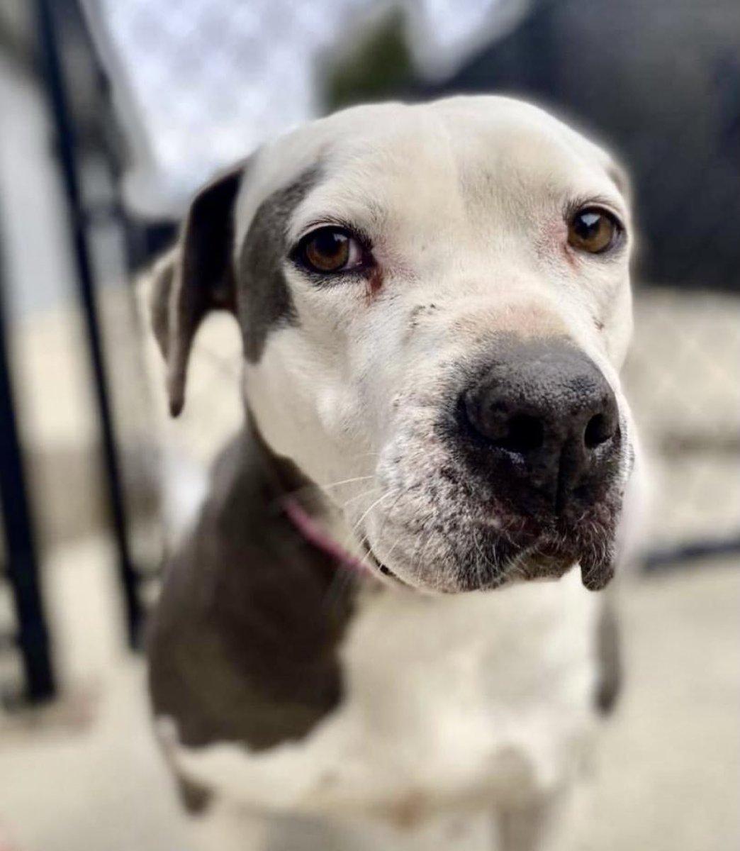 reddogsusie's tweet photo. #TN #MEMPHIS
🆘🆘POSSIBLE RESCUE INTEREST Lasma 5yo HW+ HAS TUMOUR that needs vet attention. This sweet girl has potential help but lacks medical pledges. Pls let’s see her safely out of here! #PLEDGE #RESCUE #FOSTER #MASA2424
https://t.co/0xk3r0bocp https://t.co/Ebm0lv0EdG