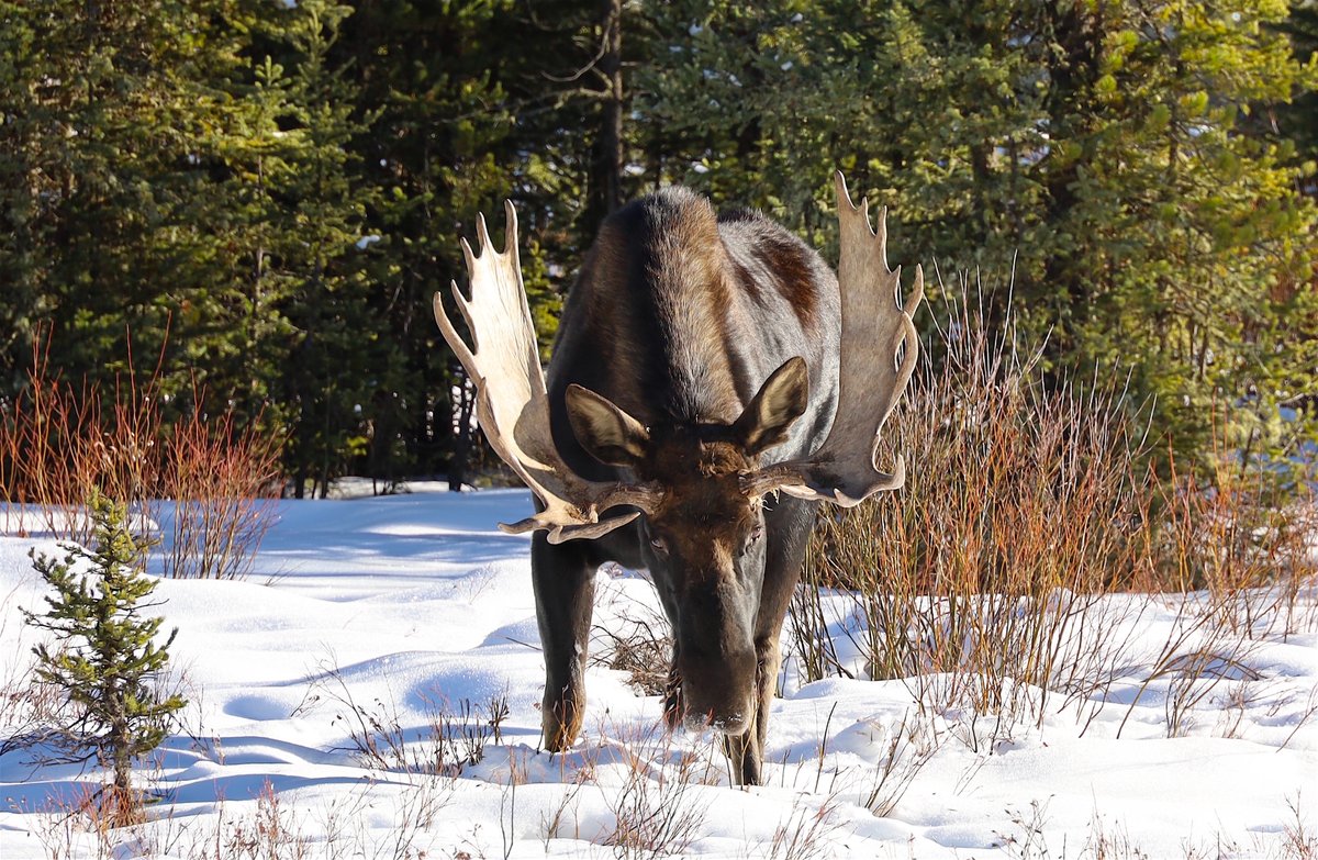 Our plan to Rewild the West includes a ban on livestock, on timber sales and on any new mining or fossil fuels infrastructure development on public lands. We estimate the these bans would free up well over $100 billion in subsidies which previously contributed to GHG pollution.