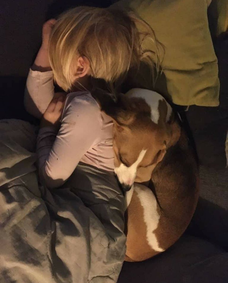 ellenobeirn's tweet photo. We got an update on our foster doggo Nixon. We fostered him before the first lockdown started. He's over in Sweden now, and he's living the life! I'm so happy for him/miss him dearly! https://t.co/oKCDHoEl0B