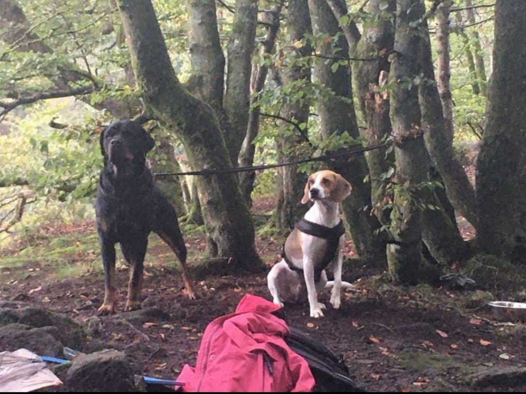 ellenobeirn's tweet photo. We got an update on our foster doggo Nixon. We fostered him before the first lockdown started. He's over in Sweden now, and he's living the life! I'm so happy for him/miss him dearly! https://t.co/oKCDHoEl0B