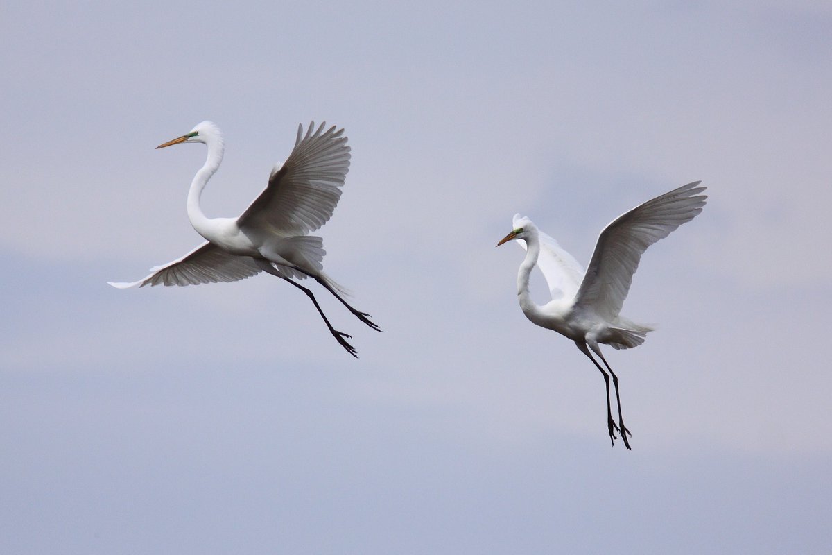 Archived: USFWS Director Aurelia Skipwith tweet media