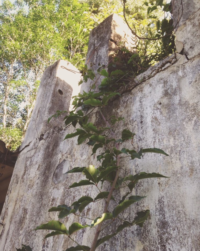 _wingsandwaves_'s tweet photo. Forest finds, Vol. 2… #forest #ForestFriday #chimney #ruins #vines #pines #wildspirit #naturesvalley #cruisethecrags #tsitsikamma #secretspot #localsecrets #gardenroute #TravelChatSA #southafrica https://t.co/cq42Cz5qaO