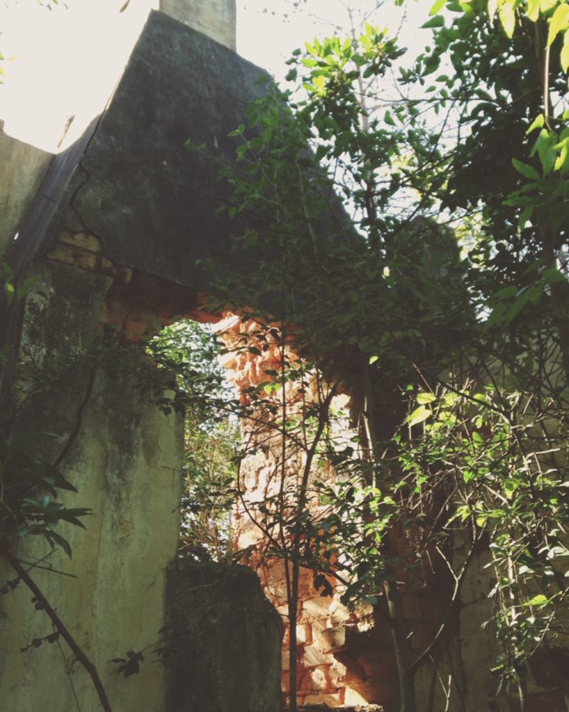 _wingsandwaves_'s tweet photo. Forest finds, Vol. 2… #forest #ForestFriday #chimney #ruins #vines #pines #wildspirit #naturesvalley #cruisethecrags #tsitsikamma #secretspot #localsecrets #gardenroute #TravelChatSA #southafrica https://t.co/cq42Cz5qaO