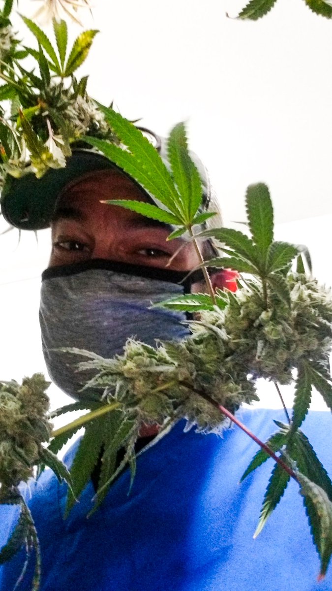 I don't know about you but, I love my job! ✌😁 #CannabisCommunity #cannabis #MedicalMarijuana  #marijuana #HarvestDay #AssistantCultivator