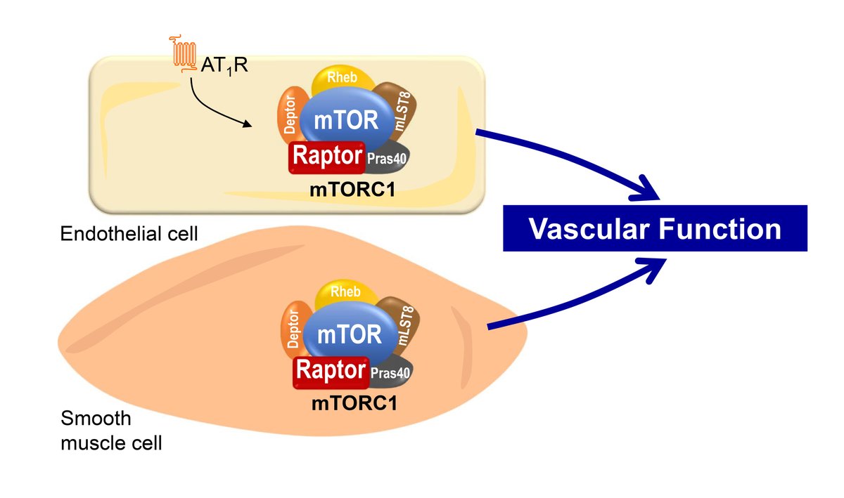 This study shows that conditional disruption of mTORC1 signaling in endothelial cells or smooth muscle cells causes vascular dysfunction by altering NO or autophagy. ow.ly/gzam30rspFa