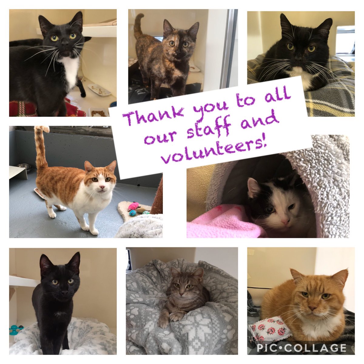 StapeleyCats's tweet photo. 1/2 Thank you to all our staff and amazing volunteers; those that have been in a position to support us through the pandemic and those that have stayed at home to keep themselves and their families safe. ππππ Stay safe everyone π
@RSPCAStapeley @RSPCA_Frontline #stillcaring https://t.co/DYOVc77Ag6