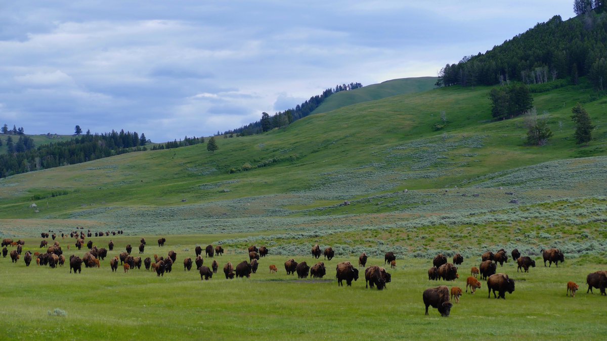 By repurposing subsidies we're not asking the taxpayers for a dimeRemove 600,000 miles of abandoned barbed wire $4 billionBuild 10,000 wildlife overpasses $45 billionReduce cattle for slaughter inventory by roughly 1/2Recover the 90% of wildlife lost and let our land heal