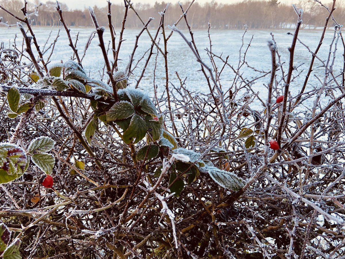 LEaton35's tweet photo. Pretty views, lovely long walks with my boys & snow...what more could you want 💕 #RedJanNE #HappyFriday https://t.co/PnDt10E6LX