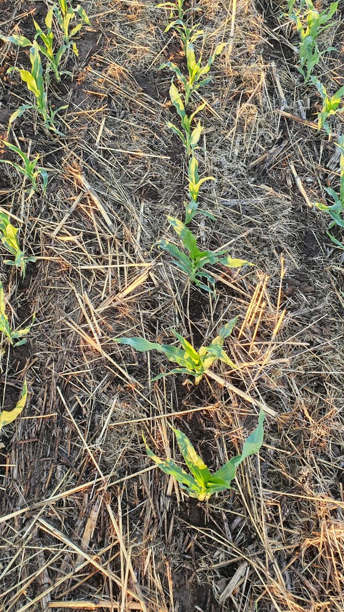 Mariano Martinez tweet media