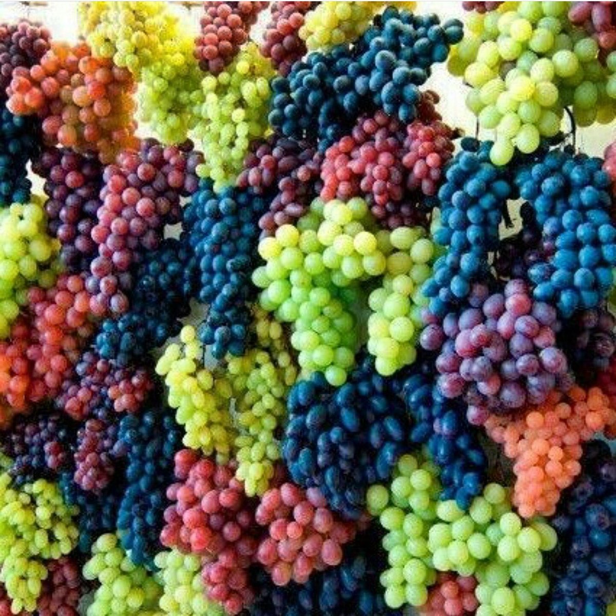 Yongfeng Zhou🍇🍷周永锋@yongfeng_zhou@ecoevo.social (@yongfeng_zhou) on Twitter photo We have three postdoc positions available on crop genomics and breeding in AGIS at Shenzhen. The positions offer a competitive package (~$ 50K after tax with other benefits). Send an email with your CV attached to zhouyongfeng@caas.cn if interested. <a href="/evoldir/">EvolDir</a> <a href="/plantpostdocs/">PlantPostdocs (@plantpostdocs.bsky.social)</a> We have three postdoc positions available on crop genomics and breeding in AGIS at Shenzhen. The positions offer a competitive package (~$ 50K after tax with other benefits). Send an email with your CV attached to zhouyongfeng@caas.cn if interested. <a href="/evoldir/">EvolDir</a> <a href="/plantpostdocs/">PlantPostdocs (@plantpostdocs.bsky.social)</a>