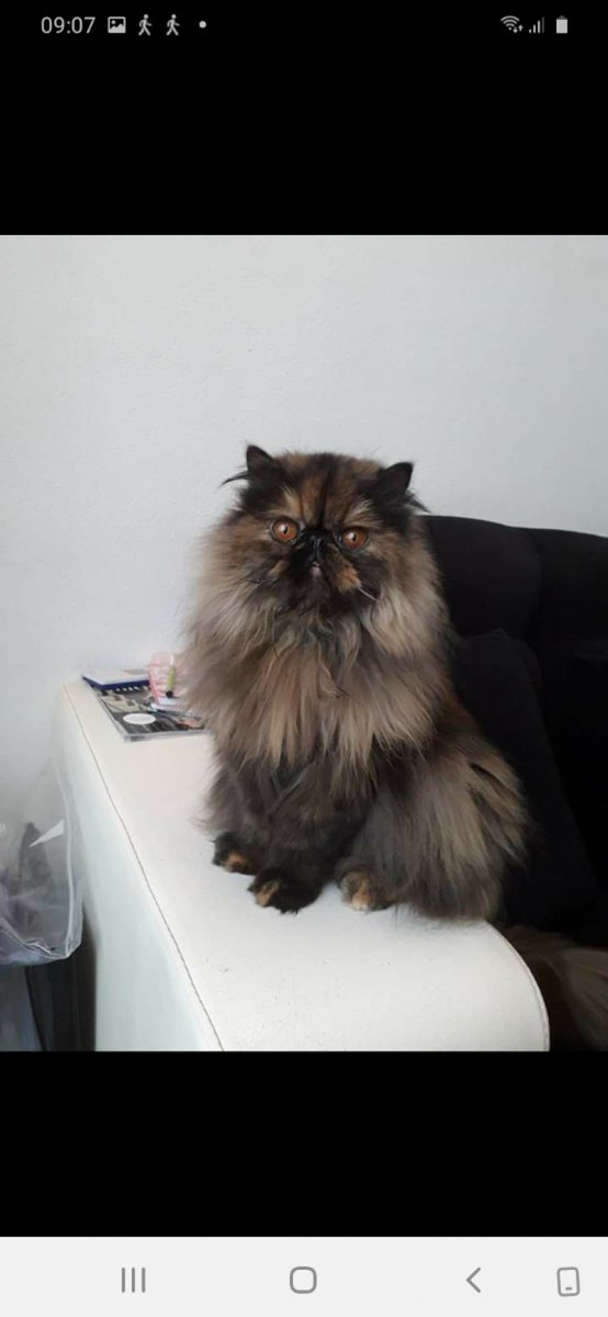 KittenTeKoop's tweet photo. Deze Pers (poes) is op zoek naar een goed, nieuw mandje | Cattery Het Feijter Hofje (Zeeland/Nederland) | Meer informatie en foto's via: https://t.co/RV73BN7vxY https://t.co/NyPBUnlqVN