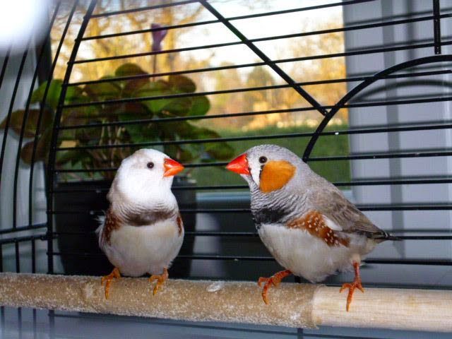 Watching <a href="/BBCTheOneShow/">BBC The One Show</a> and can't believe people give up their birds. Our zebra finches sadly died during lockdown of old age and we are desperate to get birds again but until lockdown ends its not that easy to get more