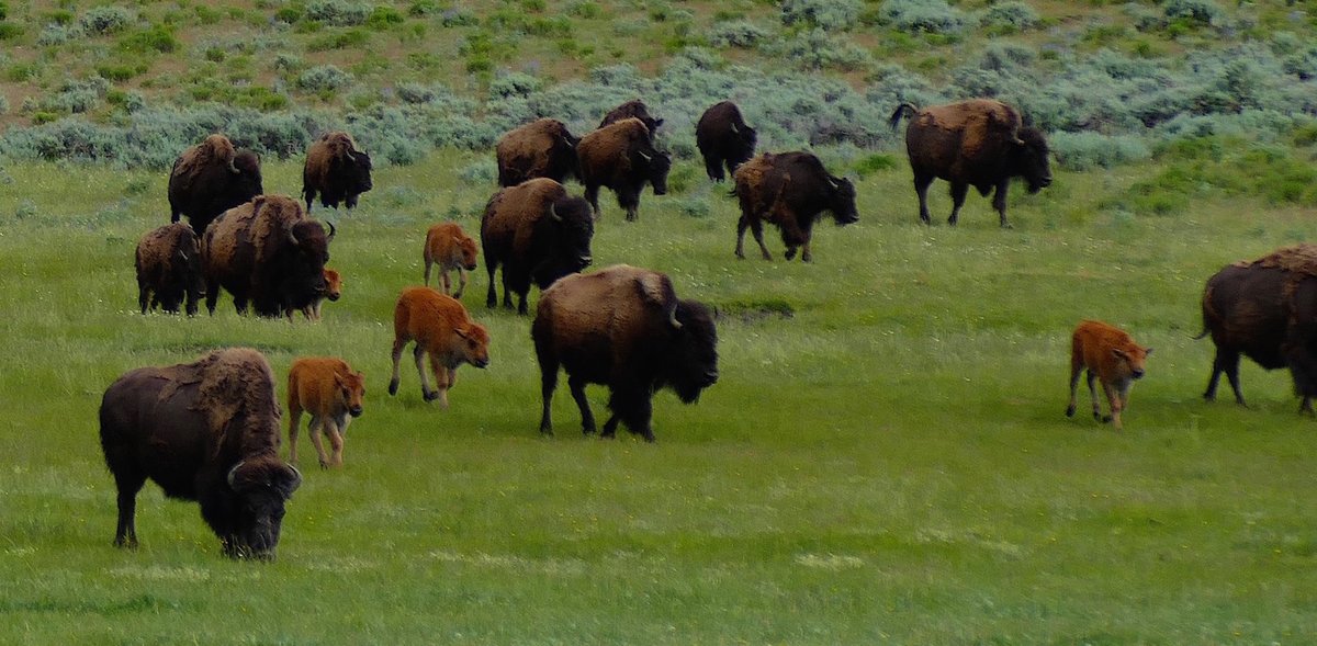 Today wildlife on public lands is just 10% it's pre colonial density. But we raise 40 million cattle for slaughter every year. It costs taxpayers $38 billion in direct subsidies, another 28.5 billion in grain subsidies and equated to about 5% of total GHG pollution.