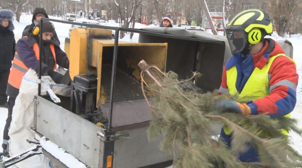 В Автограде начали перерабатывать елки в щепу  sova.info/news/v-avtogra…