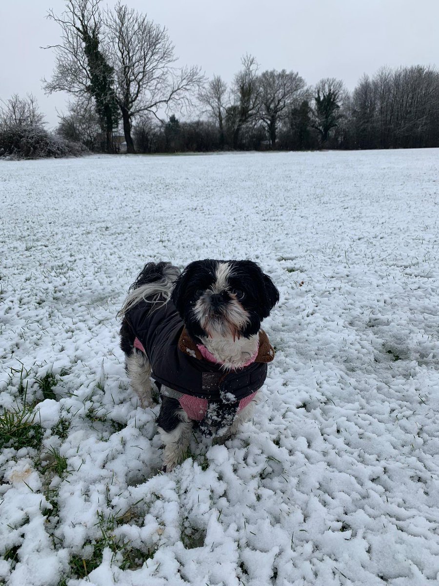 MissJonesRec's tweet photo. @MrCommanderYr2 Pippa loves snow too ☃️ https://t.co/4tgVliltvr
