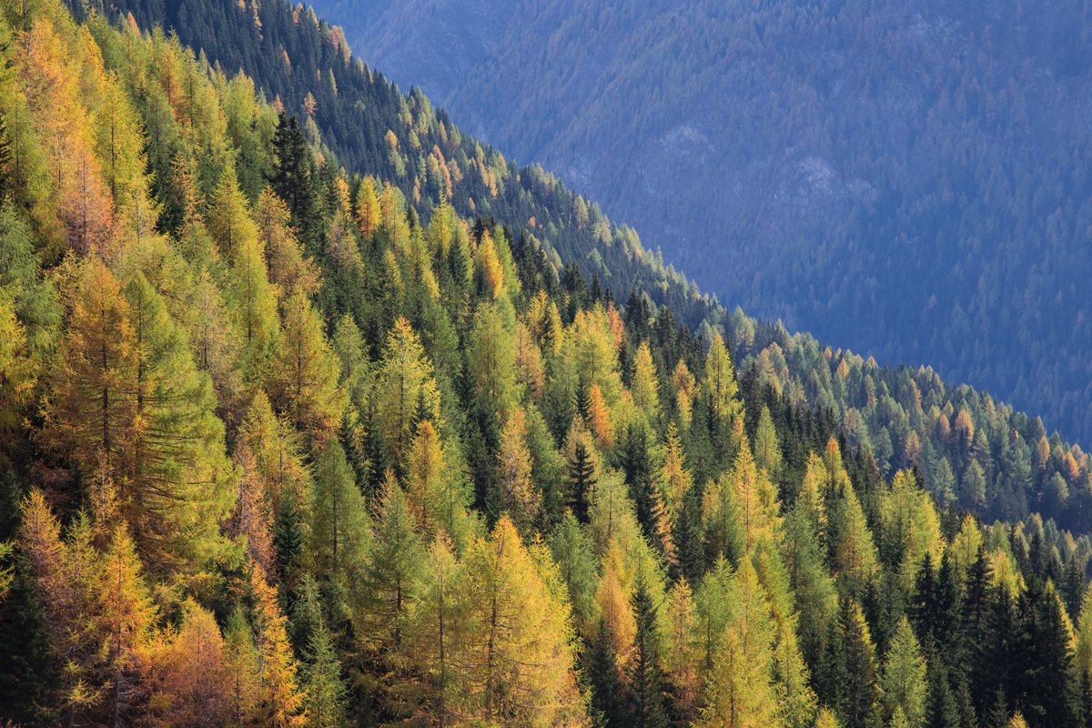 🔴Recent media coverage once more reveals profound misconceptions about our industry &amp; an oversimplified picture of forest management.

🌱The use of sustainable #bioenergy remains an essential tool to mitigate climate change.

Read our response 👉 bit.ly/3bJeYXQ