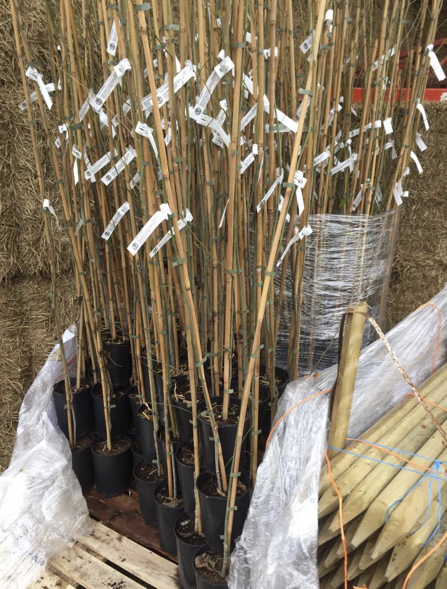 TheTreeCouncil's tweet photo. With all the damage dutch elm disease has done, we thought we would celebrate the Tree Warden scheme's 30th birthday by giving out some disease resistant elm trees!

Let's get growing  🌳 https://t.co/j7xJTLjLDb