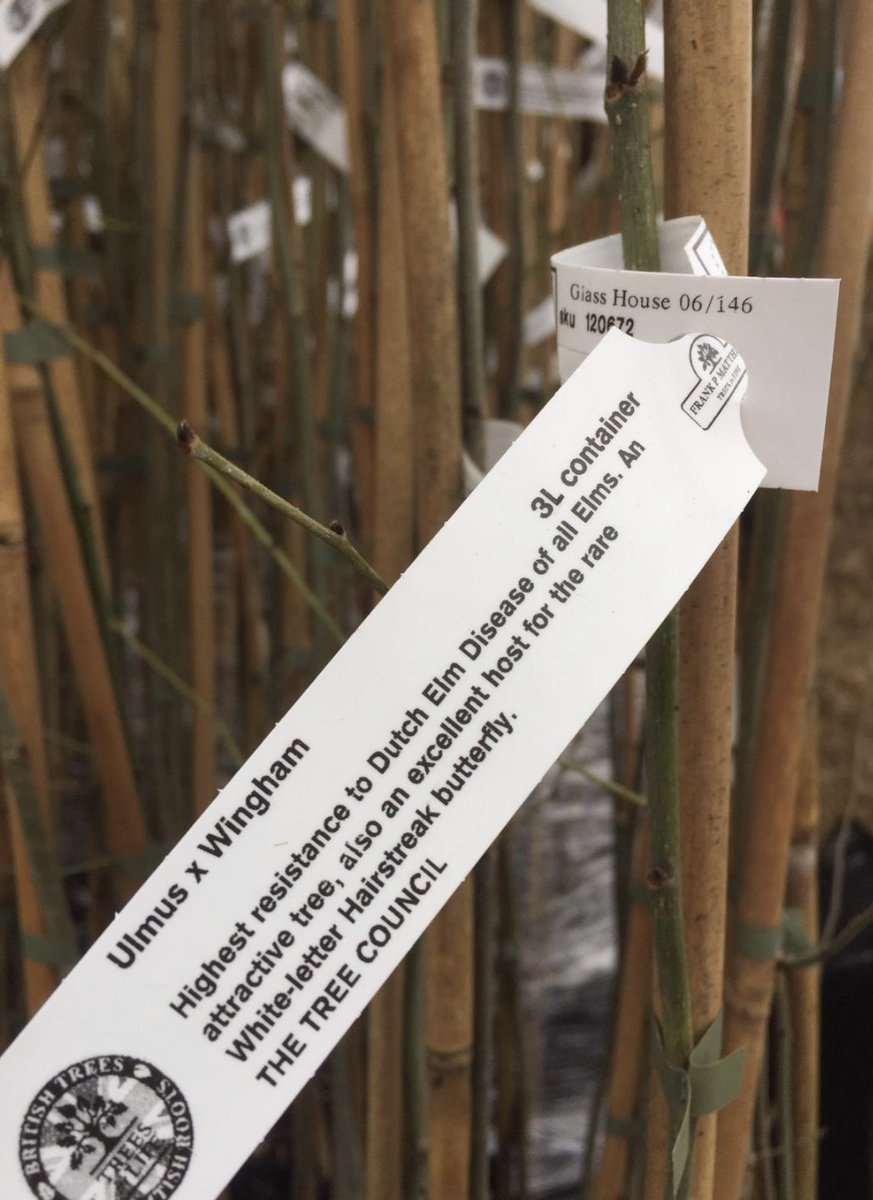 TheTreeCouncil's tweet photo. With all the damage dutch elm disease has done, we thought we would celebrate the Tree Warden scheme's 30th birthday by giving out some disease resistant elm trees!

Let's get growing  🌳 https://t.co/j7xJTLjLDb