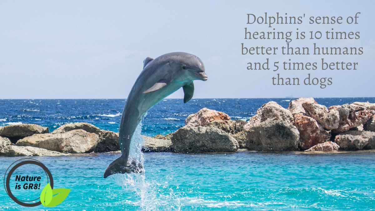 NatureGr8's tweet photo. Los delfines oyen 10 veces mejor q humanos y 5 veces mejor q perros.

Video: https://t.co/5Q2JF3Bam4

#savesharks #savedolphins #BoycottJapan #Dolphins
#savewhales #SaveOrcas #SaveElephants
#SaveSeals #Tweet4Taiji #DefendMarineMammals https://t.co/8j4D9wrr7Y