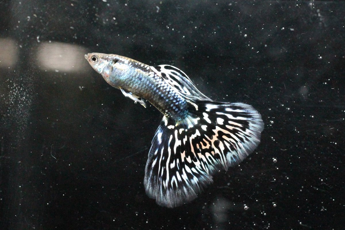 マドーハラダ ジャパンブルーコブラアイボリーモザイクタキシード N 1 グッピー Guppy Guppies Aquarium